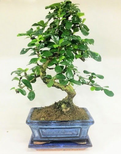 S Bonsai japon a�ac� bitkisi  Ankara buket �i�ek�ilik uluslararas� �i�ek g�nderme ulus 