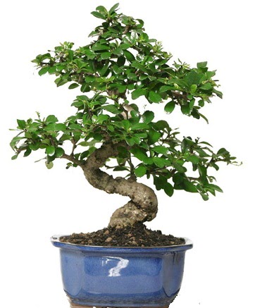 21 ile 25 cm aras� �zel S bonsai japon a�ac�  Ankara �i�ek �i�ek�i telefonlar� 