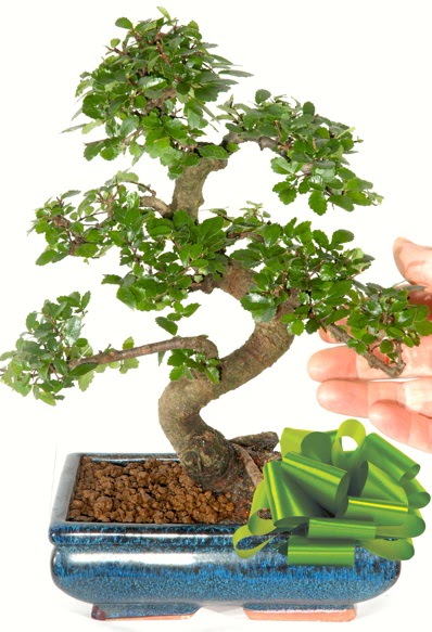 Yakla��k 25 cm boyutlar�nda S bonsai  Ankara oran �i�ek�ilik �i�ek sipari�i sitesi ucuz �i�ekleri 