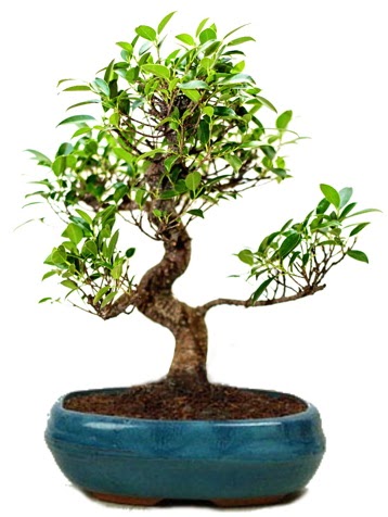 25 cm ile 30 cm aral���nda Ficus S bonsai  Ankara anatolia �i�ek�ilik �i�ek g�nderme sitemiz g�venlidir 