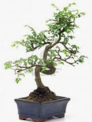 S gövde bonsai minyatür ağaç japon ağacı  Ankara çiçekçilik çiçek satışı 