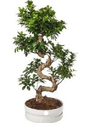 90 cm ile 100 cm civarı S peyzaj bonsai  Ankara anatolia çiçekçilik çiçek gönderme sitemiz güvenlidir 