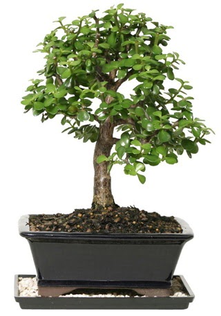 15 cm civar� Zerkova bonsai bitkisi  Ankara oran �i�ek�ilik �i�ek sipari�i sitesi ucuz �i�ekleri 