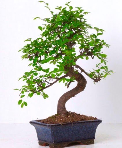 S gövdeli bonsai minyatür ağaç japon ağacı  Ankara anatolia çiçekçilik çiçek gönderme sitemiz güvenlidir 
