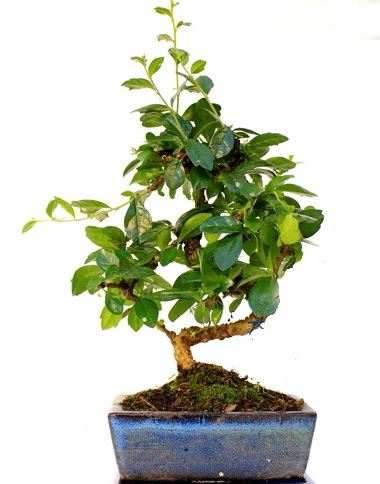 S g�vdeli carmina bonsai a�ac�  Ankara anatolia �i�ek�i �i�ek yolla   Minyat�r a�a�