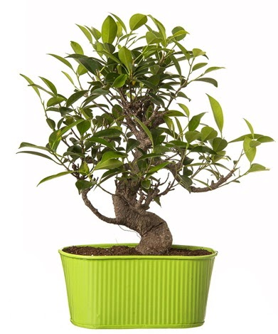 Ficus S g�vdeli muhte�em bonsai  Ankara oran �i�ek�ilik �i�ek sipari�i sitesi ucuz �i�ekleri 