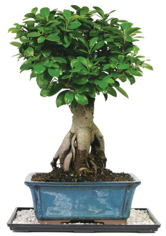 Bonsai Ginsing Grafted Ficus Bonsai  Ankara anatolia �i�ek�i �i�ek yolla  