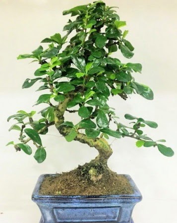 Zelkova S g�vdeli Minyat�r a�a� Bonzai  Ankara anatolia �i�ek �i�ek g�nderme 