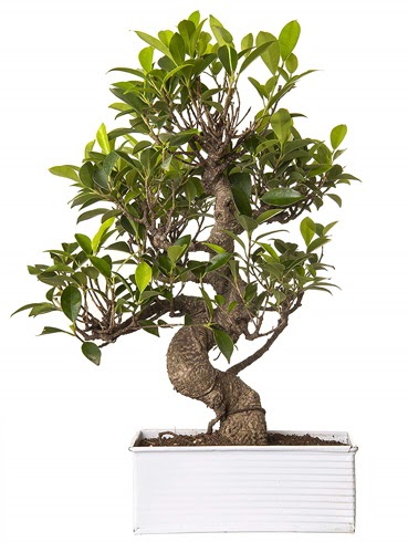 Exotic Green S G�vde 6 Year Ficus Bonsai  Ankara anatolia �i�ek�ilik �i�ek g�nderme sitemiz g�venlidir 