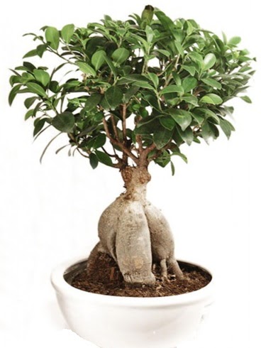 Ginseng bonsai japon aac ficus ginseng  Ankara iekilik nternetten iek siparii  