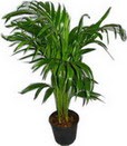  �i�ek�ilik �i�ek servisi , �i�ek�i adresleri g�lba��  Areca palm  