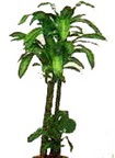  Ankara pursaklar �i�ek�ilik �i�ek yolla , �i�ek g�nder , �i�ek�i ostim   Dracaena massengena