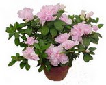  �i�ek�ilik �i�ek servisi , �i�ek�i adresleri g�lba��  Rhodendron latince A�elya 