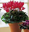  Ankara sevgilime cicekciler , cicek siparisi ke�i�ren  Cyclamen 