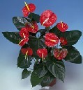  Ankara anatolia �i�ek �i�ek g�nderme  Anthurium Saksili Bitki
